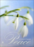 Snowdrops Christmas Cards - Pack of 5